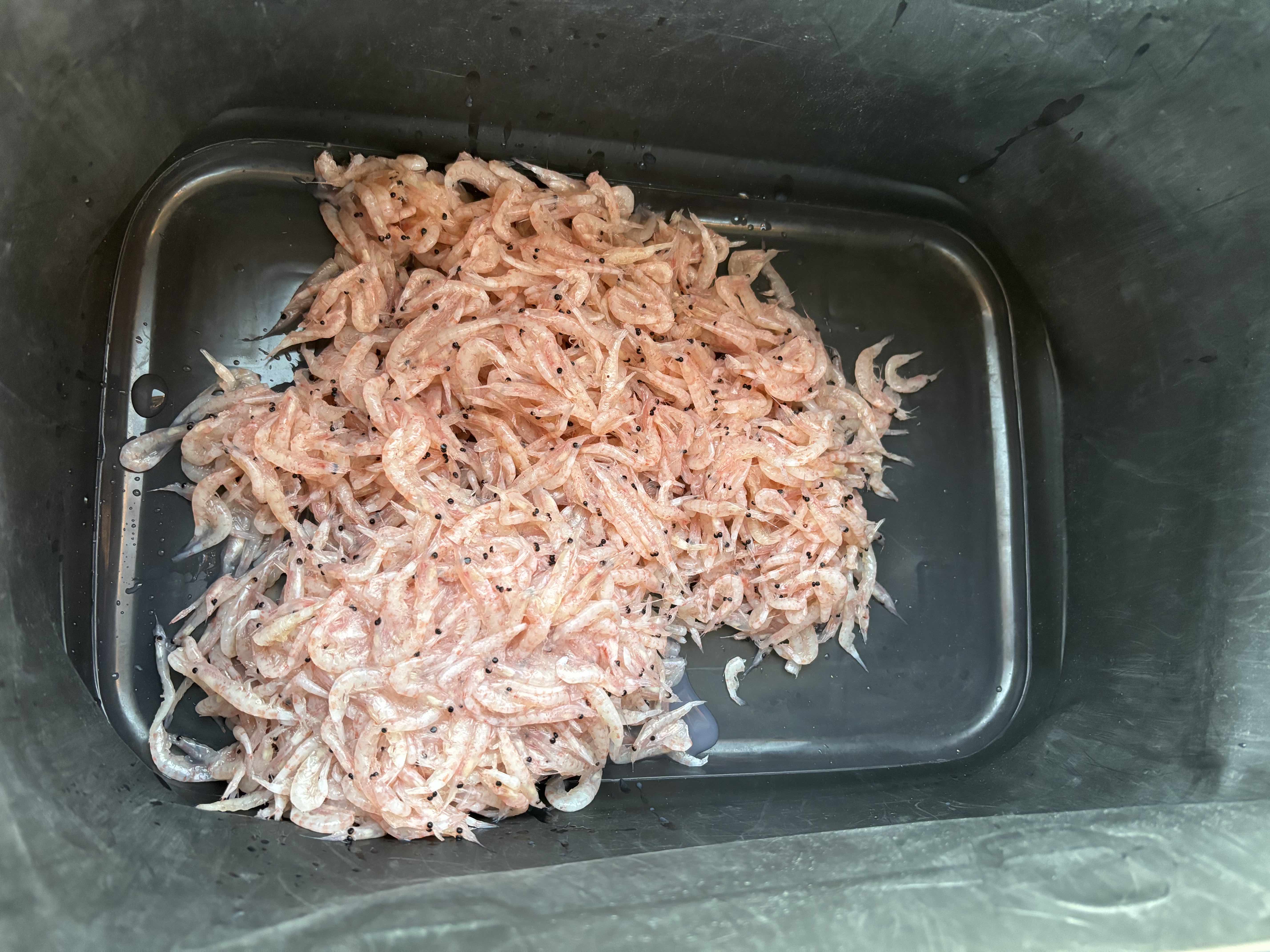 衣類やウェアに付いたオキアミ・アミエビ臭対策