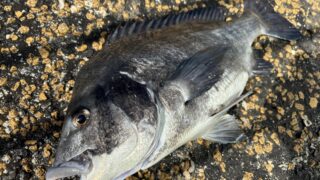 クロダイ(チヌ)の基本的な生態・釣り魚としても魅力『長編徹底解説!』