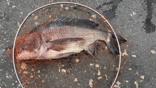 クロダイ(チヌ)に有効な米ぬか撒き餌とは?