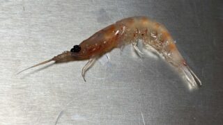 『釣れる!』オキアミの釣り針への刺し方『超基本』