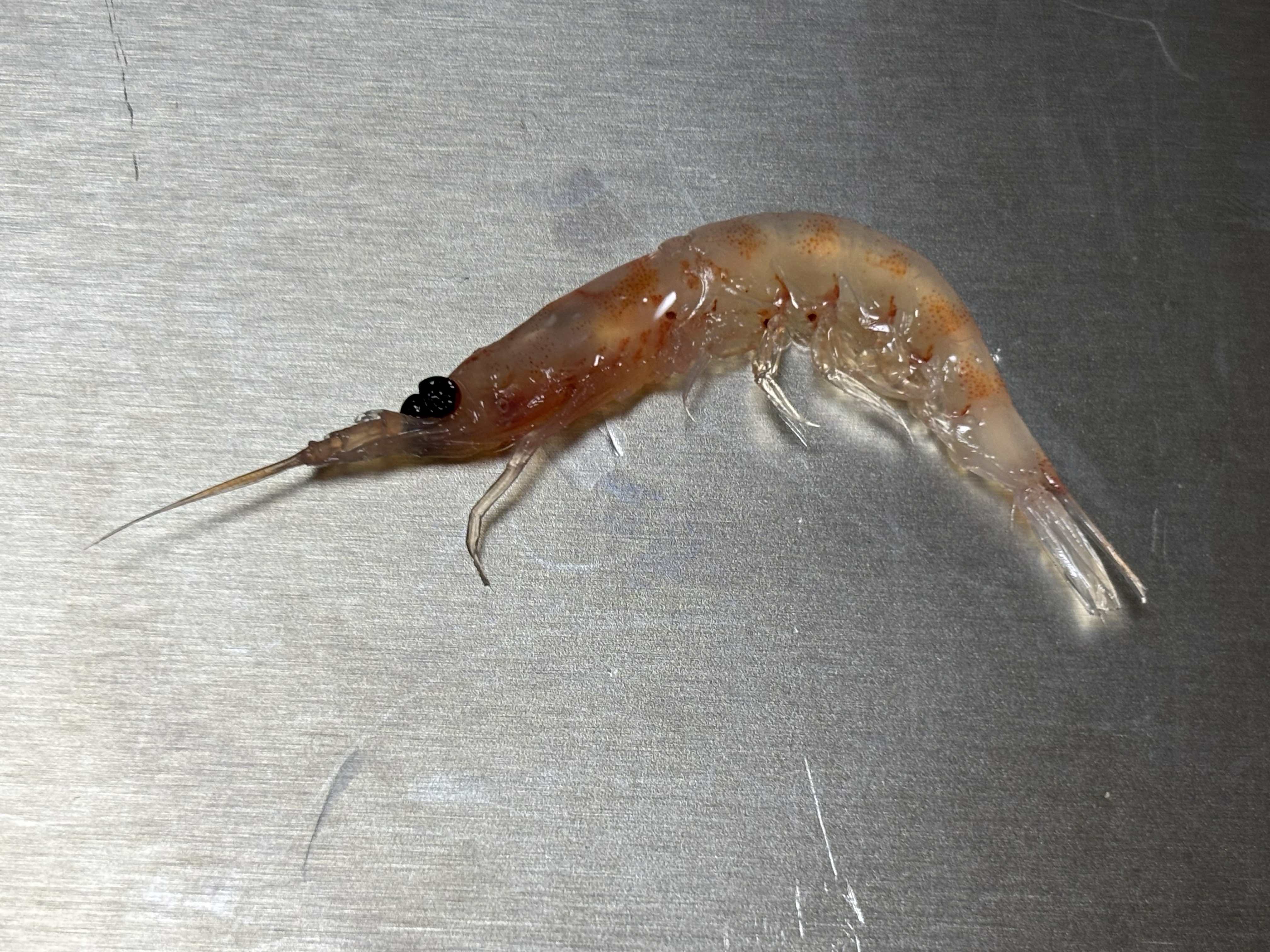 『釣れる!』オキアミの釣り針への刺し方『超基本』