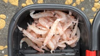 刺し餌のオキアミを黒くしない方法5選「有力情報!」