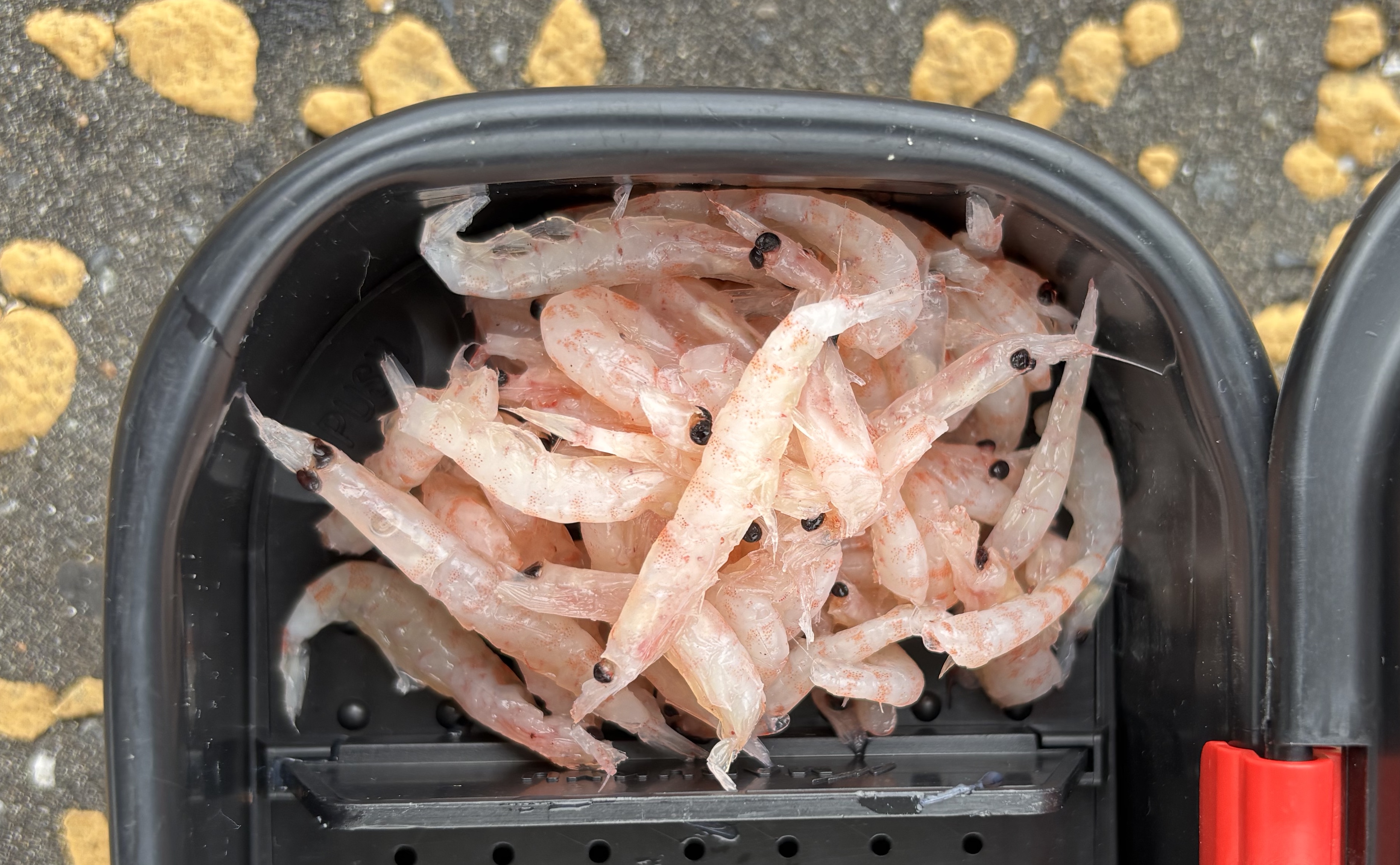 刺し餌のオキアミを黒くしない方法5選「有力情報!」