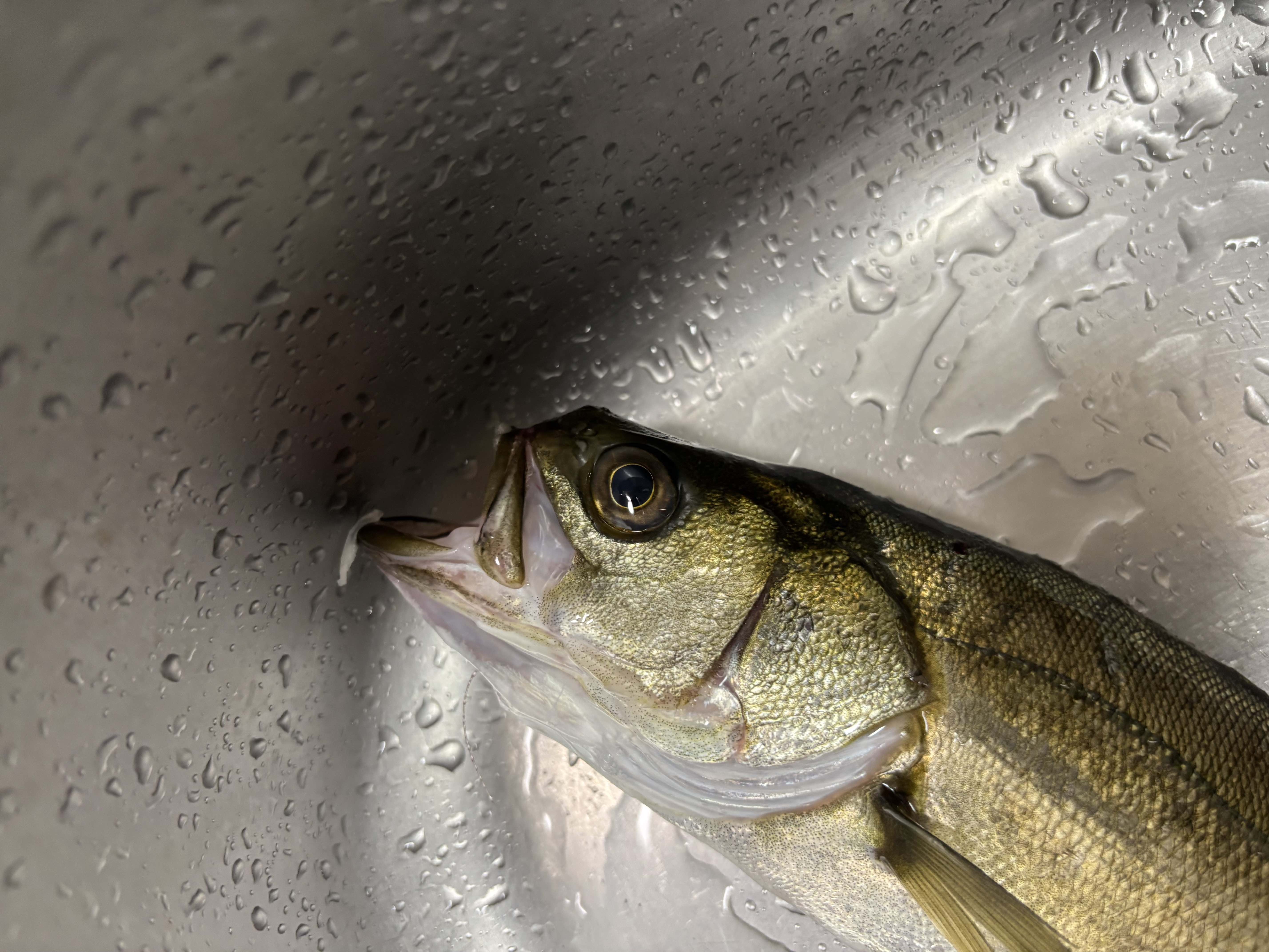 鼻（上顎）の折れ・潰れたスズキが釣れた「釣り上げた魚の話」